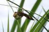 Anax imperator